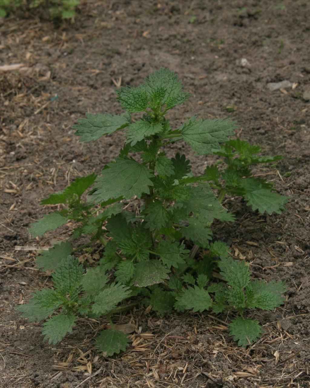 Urtica urens (door Willem Braam)