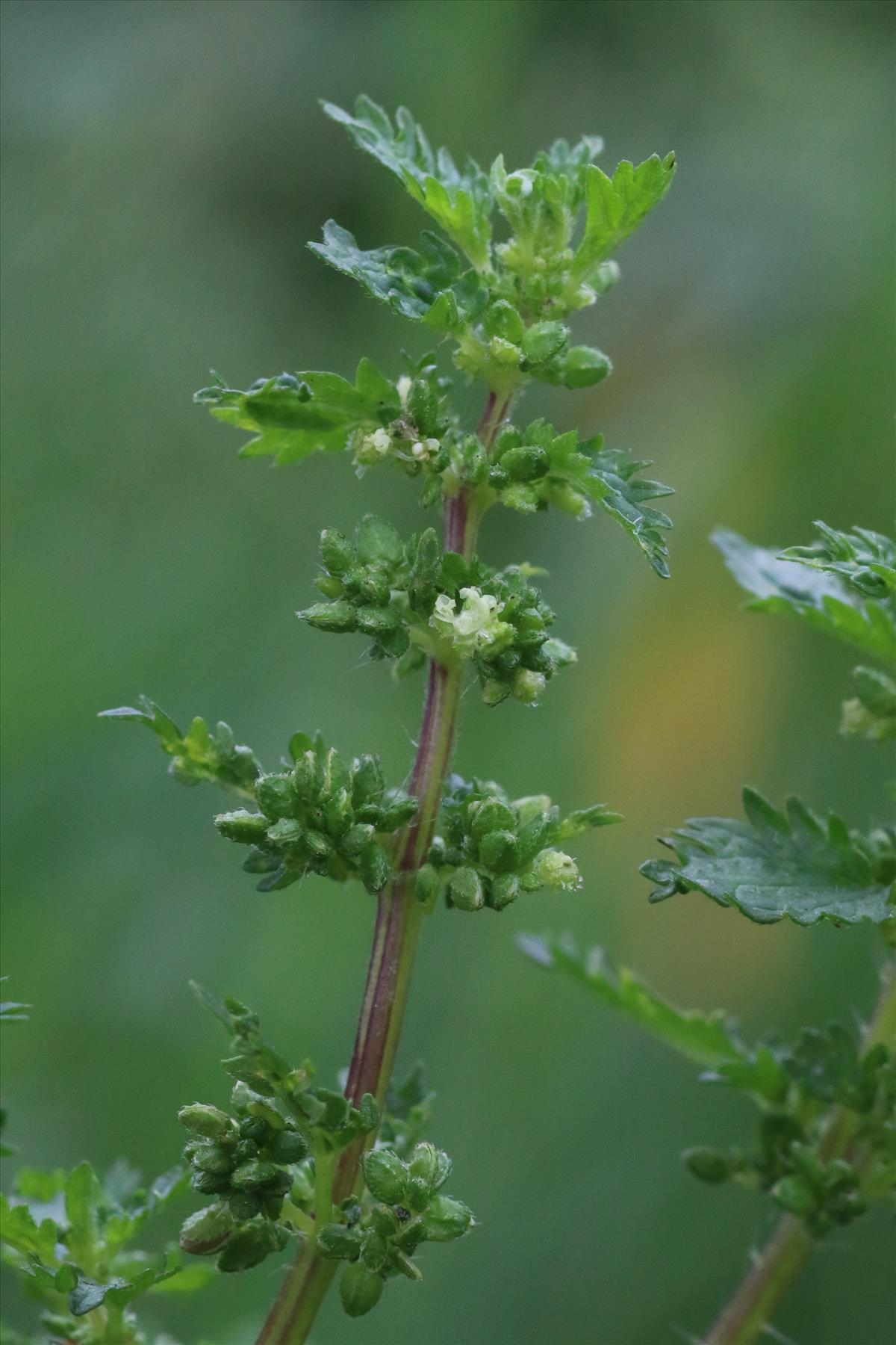 Urtica urens (door Willem Braam)