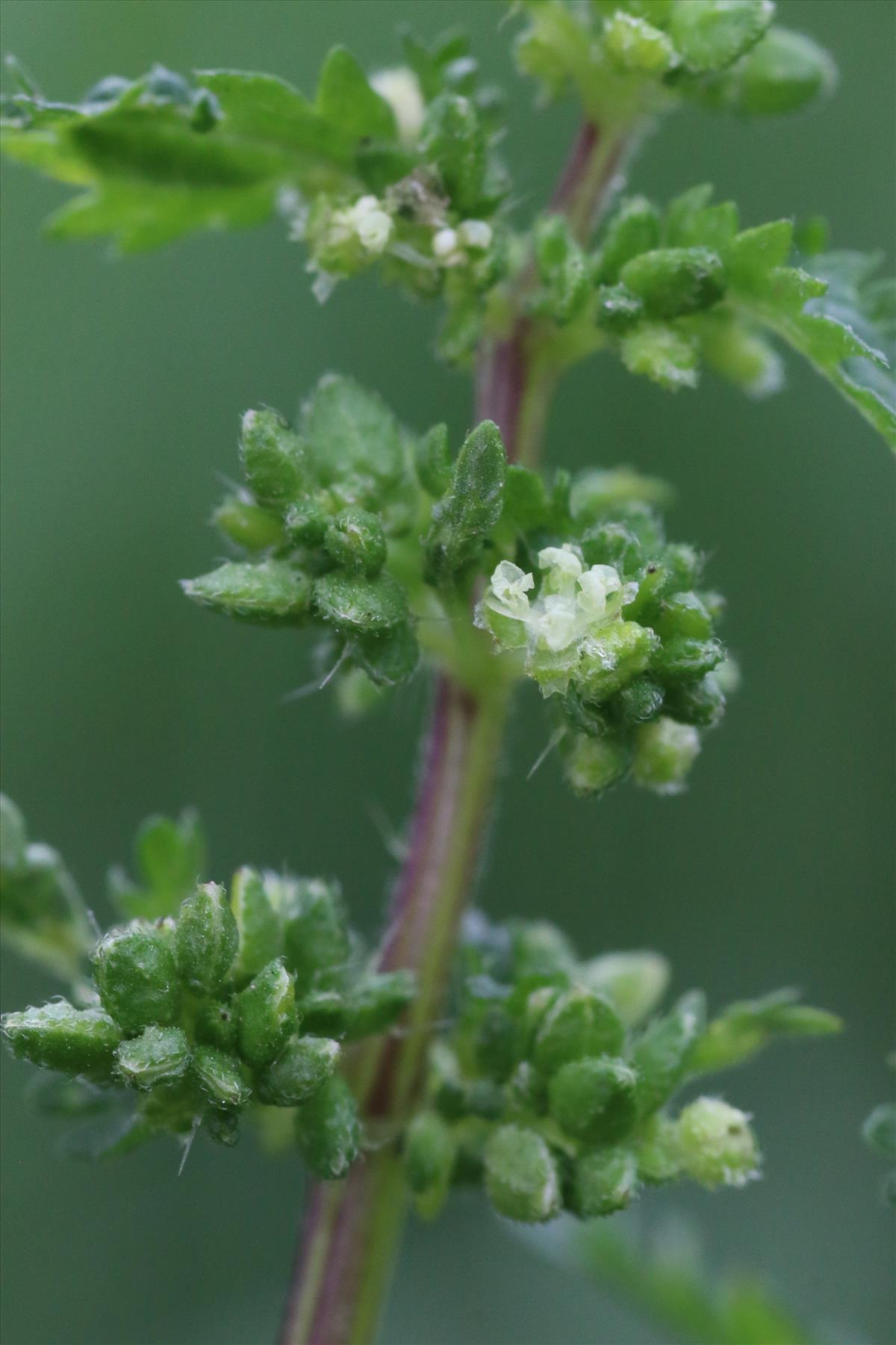 Urtica urens (door Willem Braam)