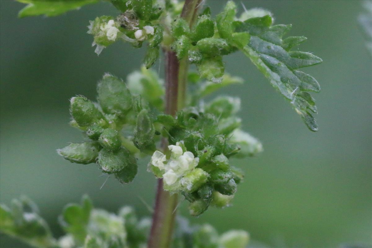 Urtica urens (door Willem Braam)