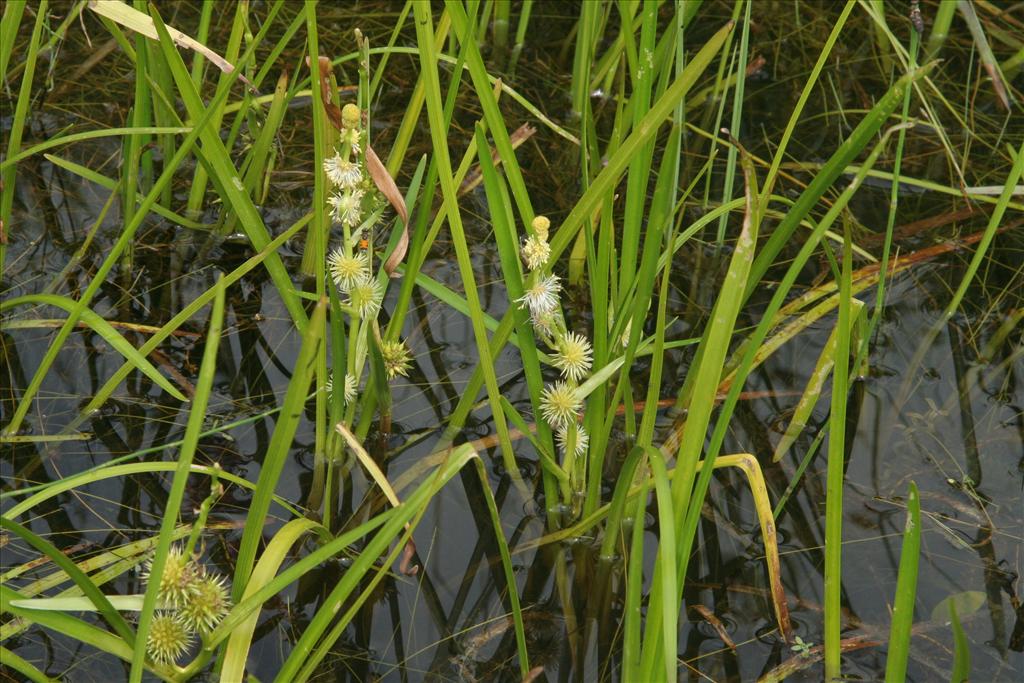 Sparganium emersum (door Willem Braam)