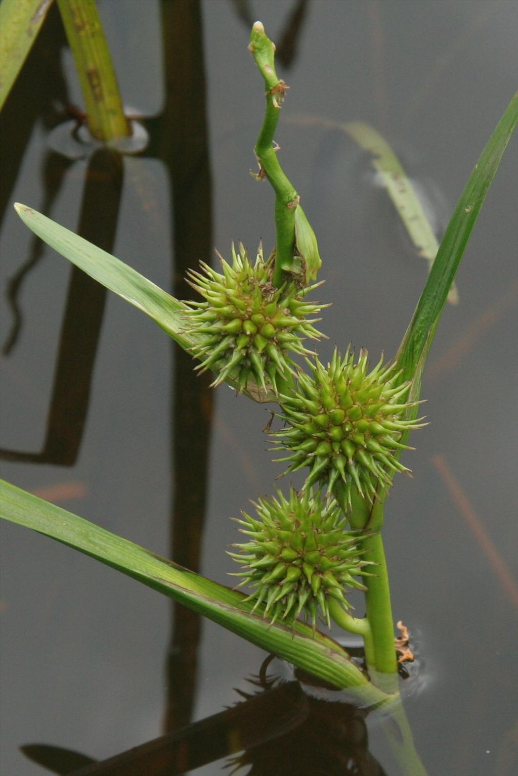 Sparganium emersum (door Willem Braam)