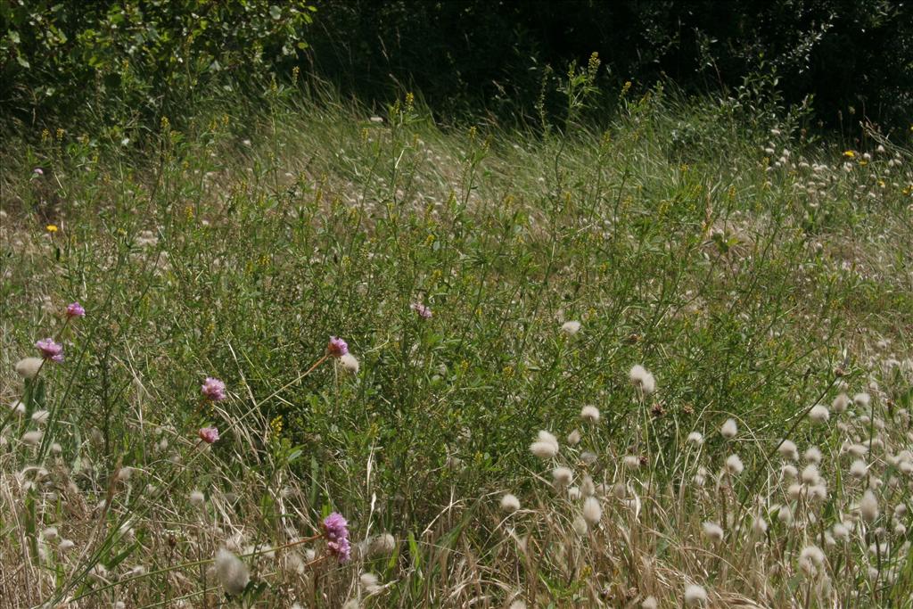 Melilotus indicus (door Willem Braam)