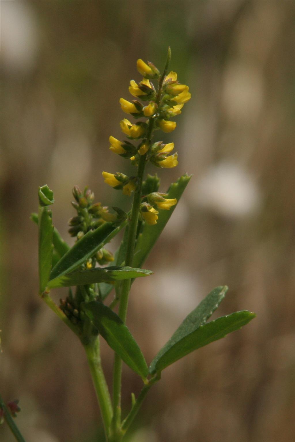 Melilotus indicus (door Willem Braam)