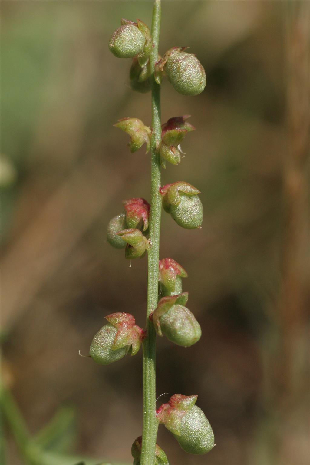 Melilotus indicus (door Willem Braam)