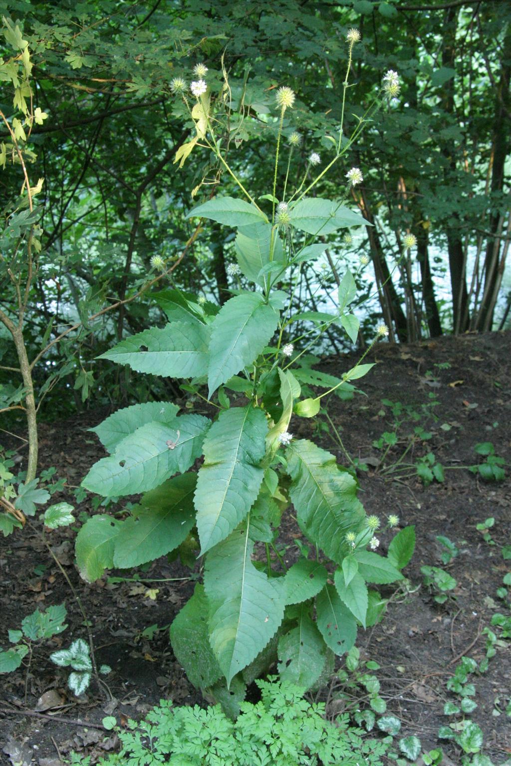 Dipsacus pilosus (door Willem Braam)