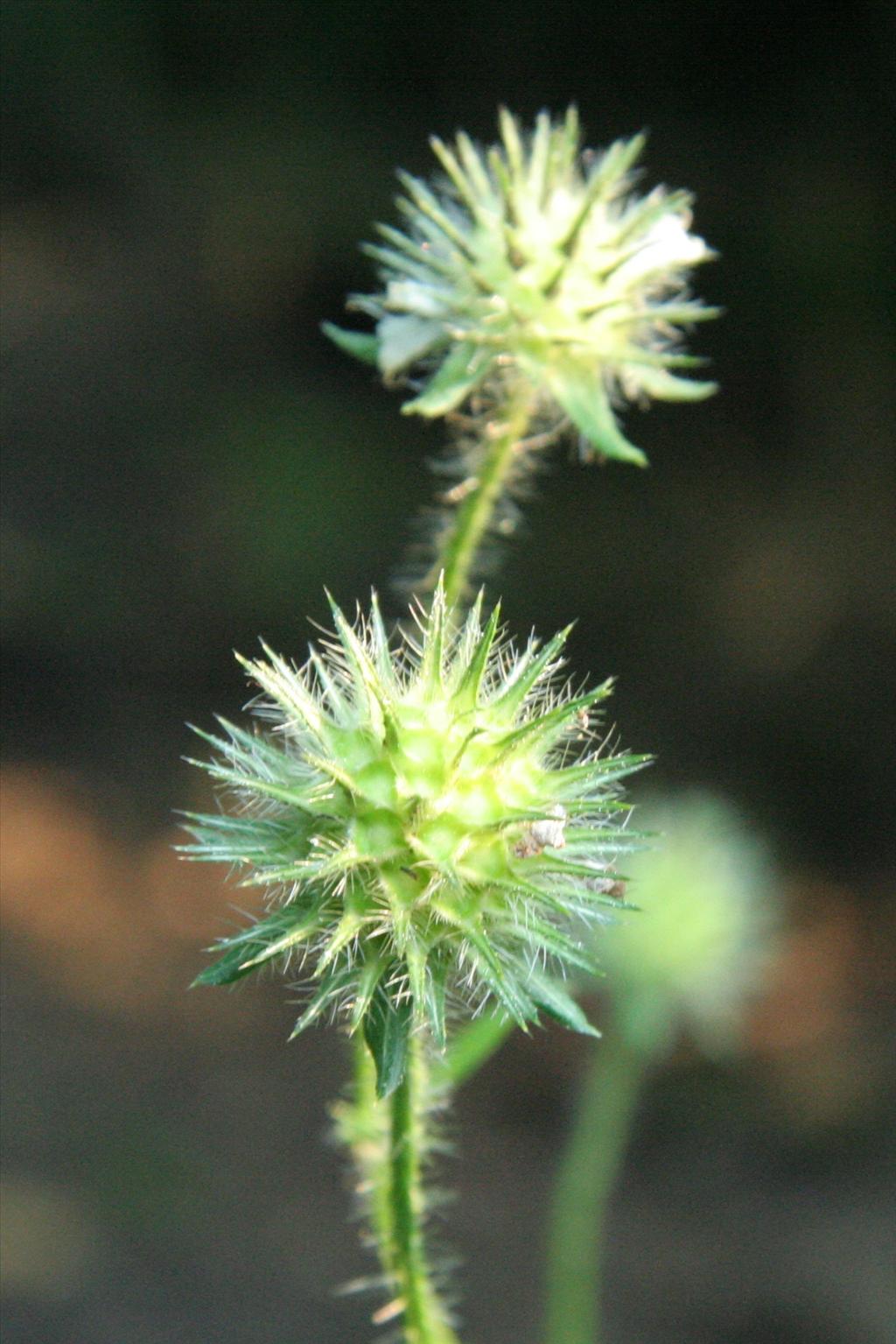 Dipsacus pilosus (door Willem Braam)