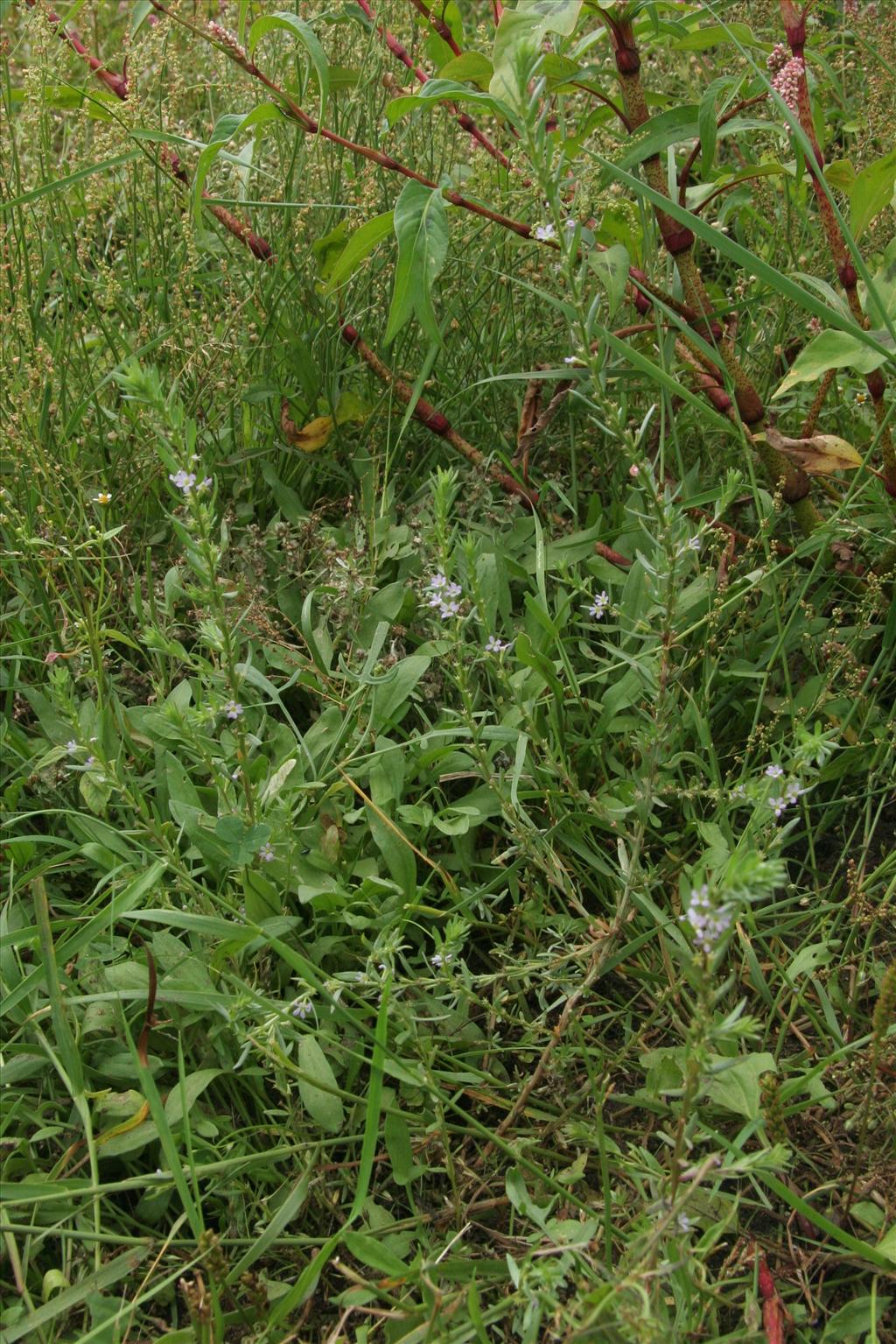 Lythrum hyssopifolia (door Willem Braam)