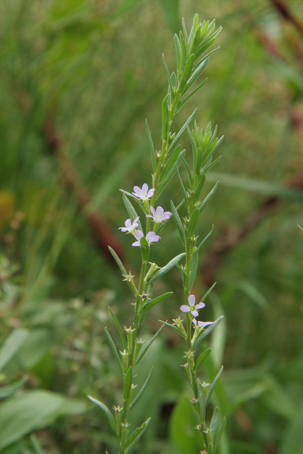 Lythrum hyssopifolia (door Willem Braam)