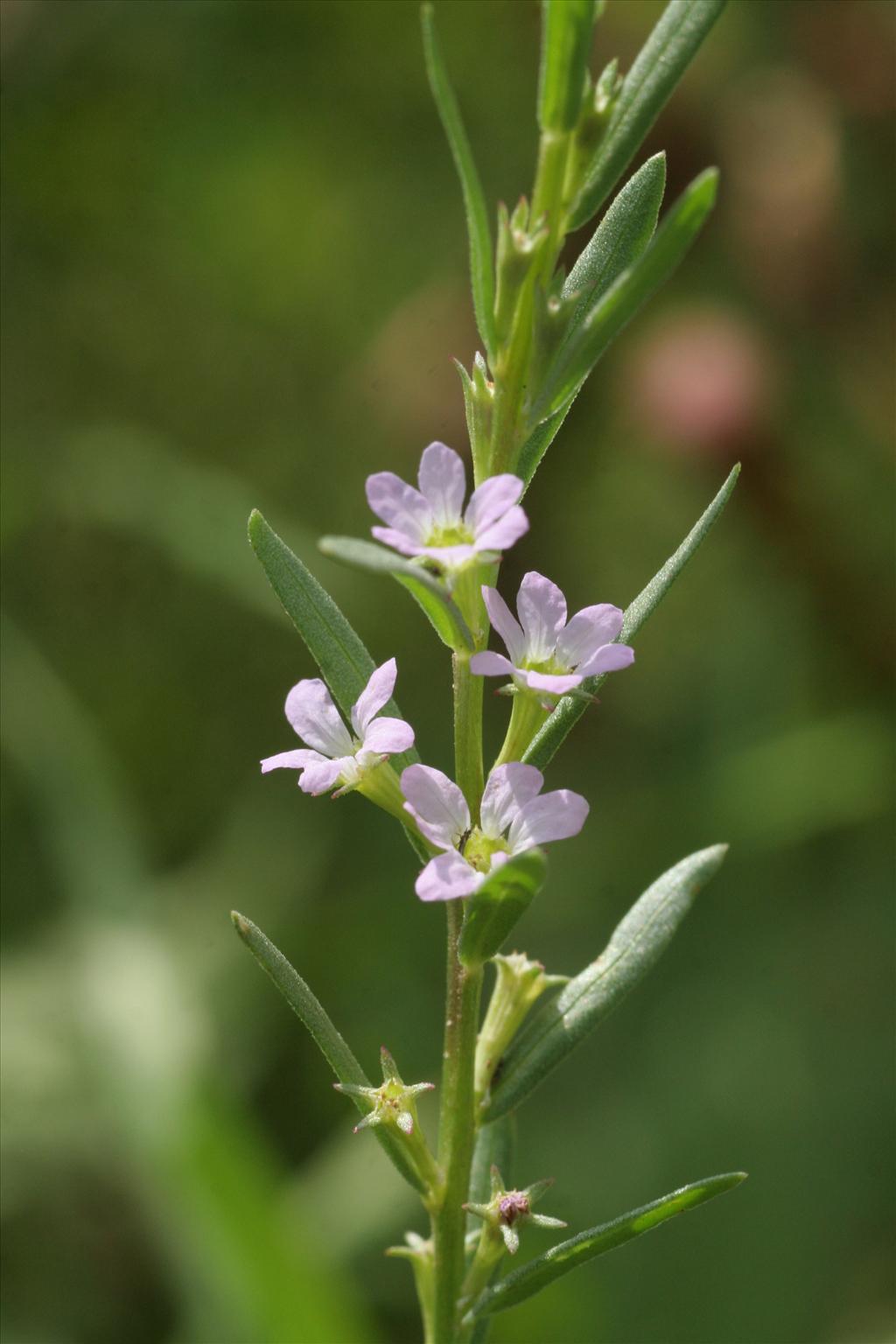 Lythrum hyssopifolia (door Willem Braam)