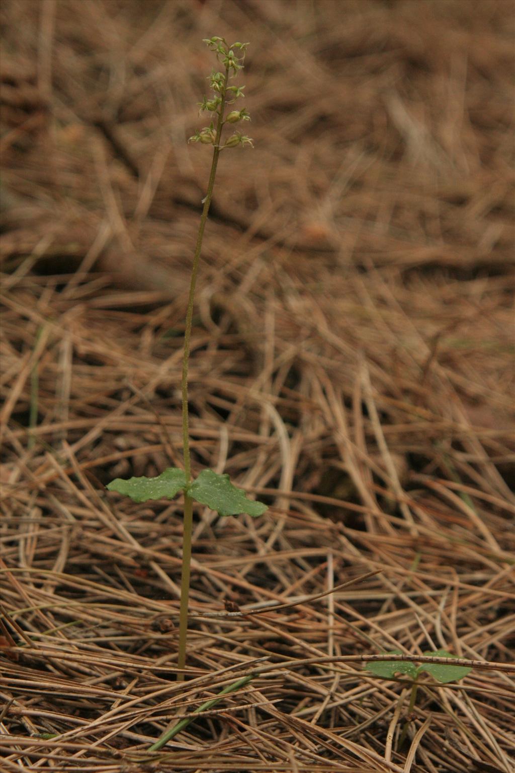 Neottia cordata (door Willem Braam)