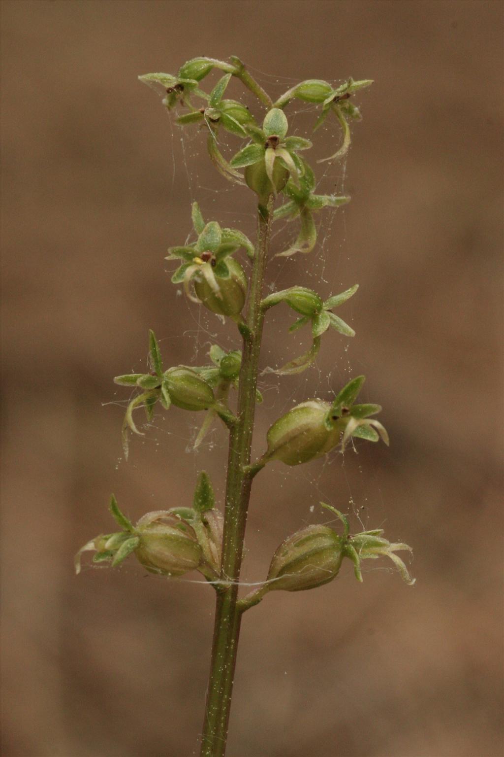 Neottia cordata (door Willem Braam)