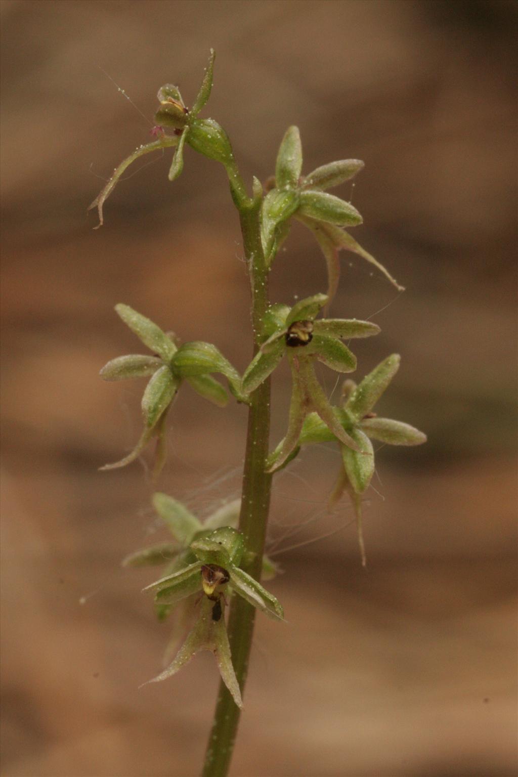 Neottia cordata (door Willem Braam)