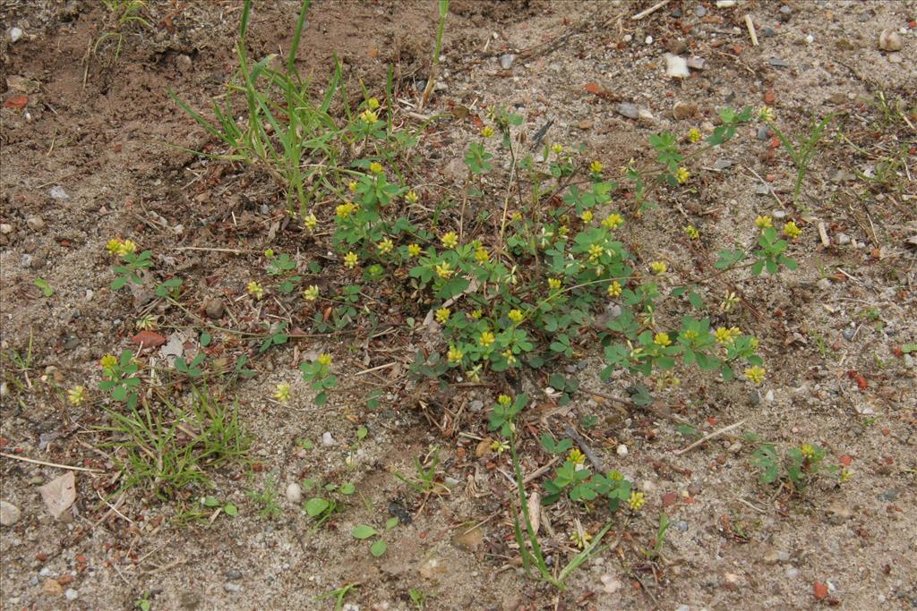 Trifolium dubium (door Willem Braam)