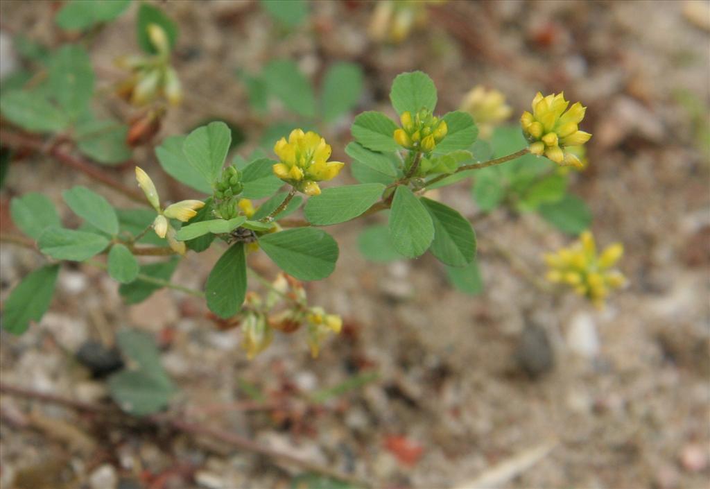 Trifolium dubium (door Willem Braam)