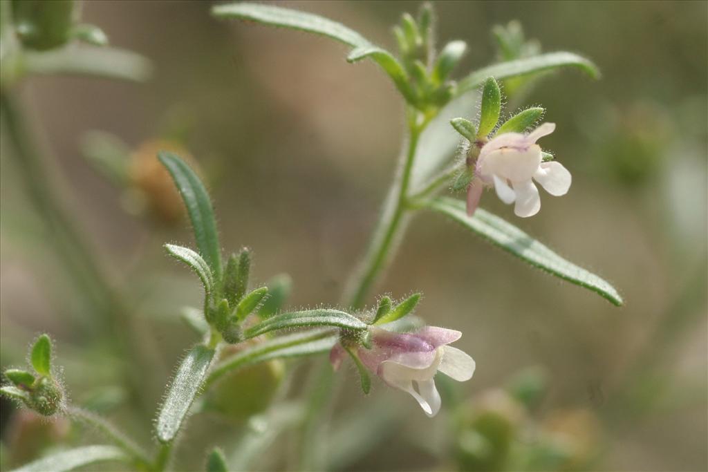 Chaenorhinum minus (door Willem Braam)