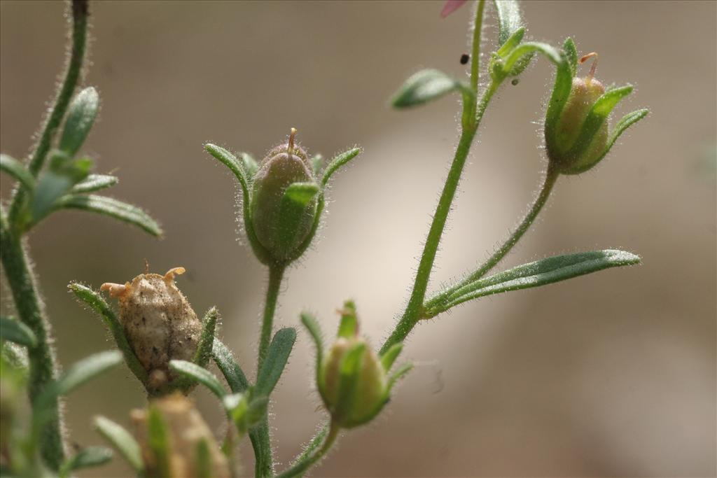 Chaenorhinum minus (door Willem Braam)