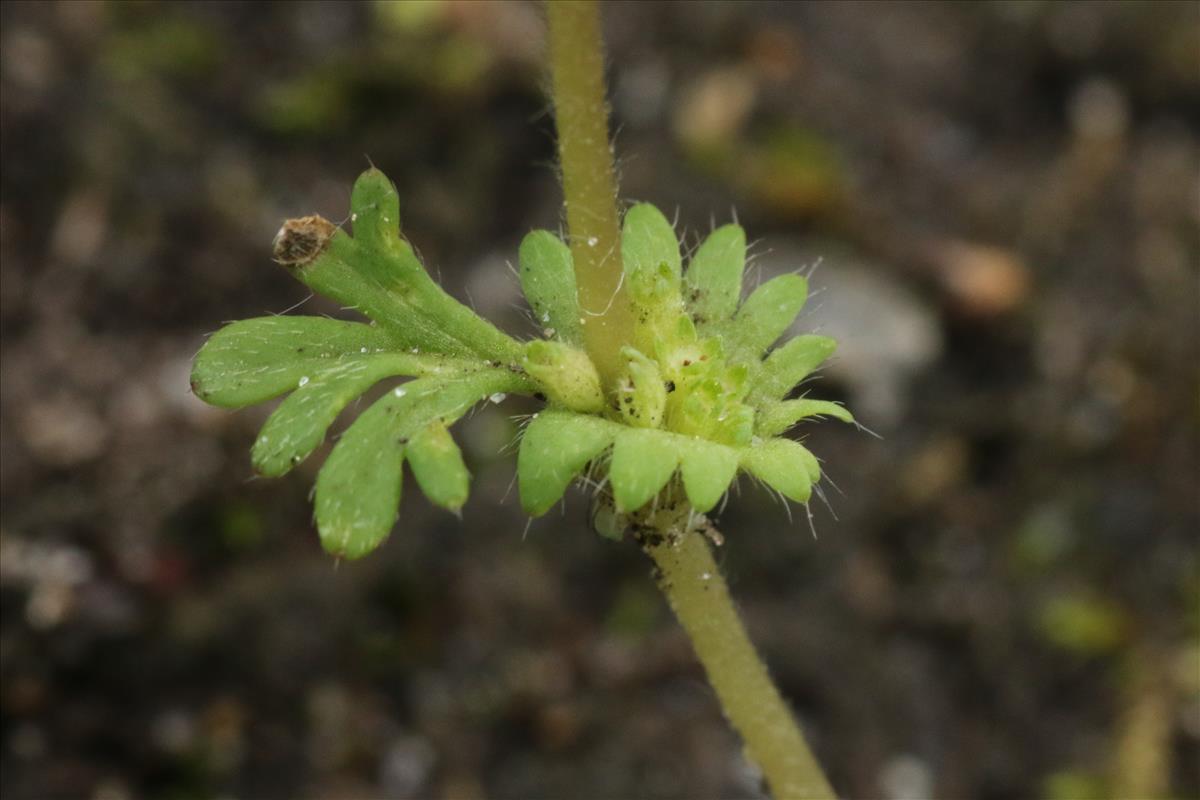 Aphanes australis (door Willem Braam)