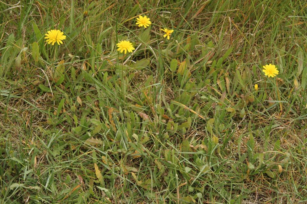 Leontodon saxatilis (door Willem Braam)