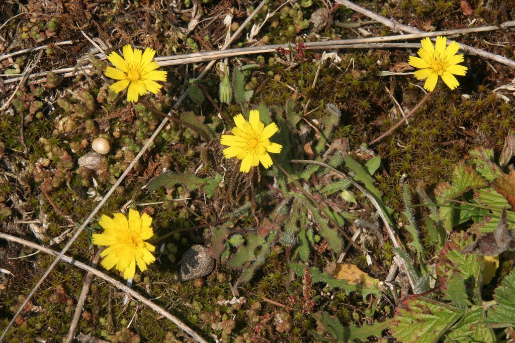 Leontodon saxatilis (door Willem Braam)