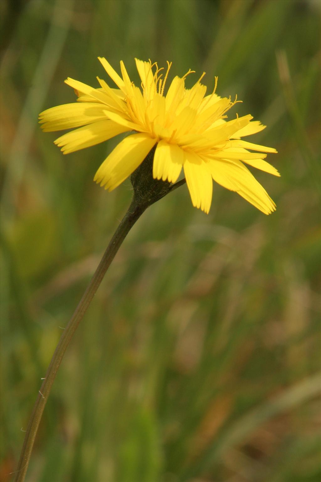 Leontodon saxatilis (door Willem Braam)