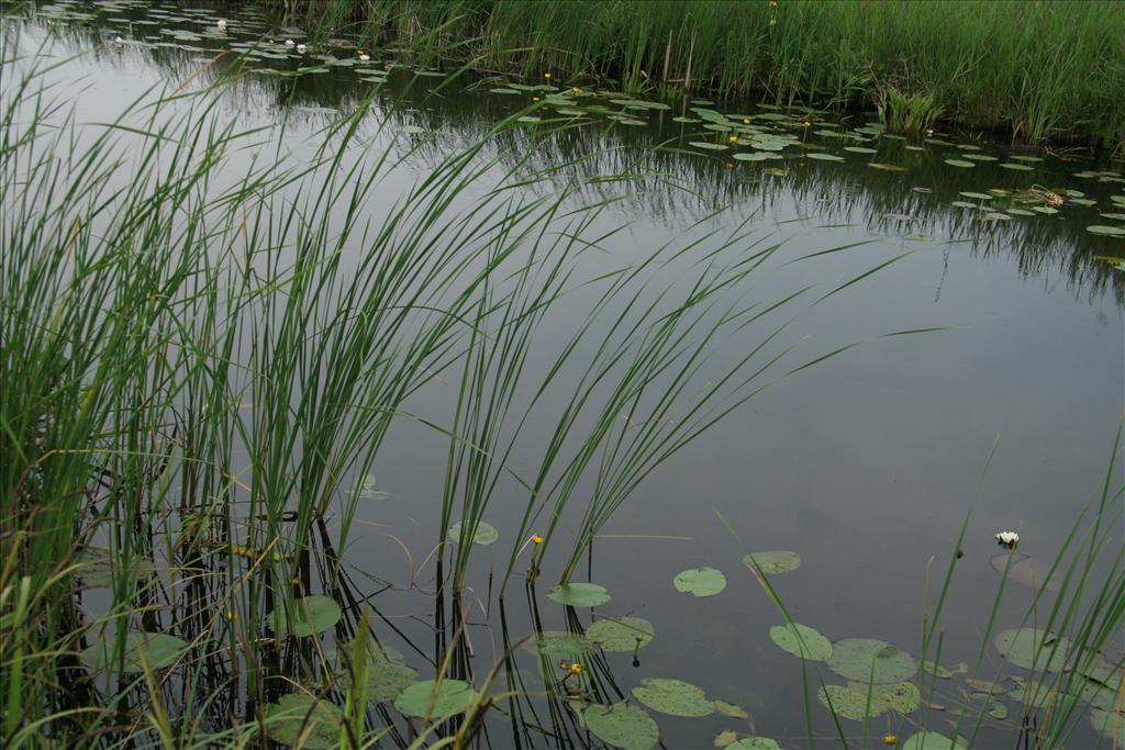 Typha angustifolia (door Willem Braam)