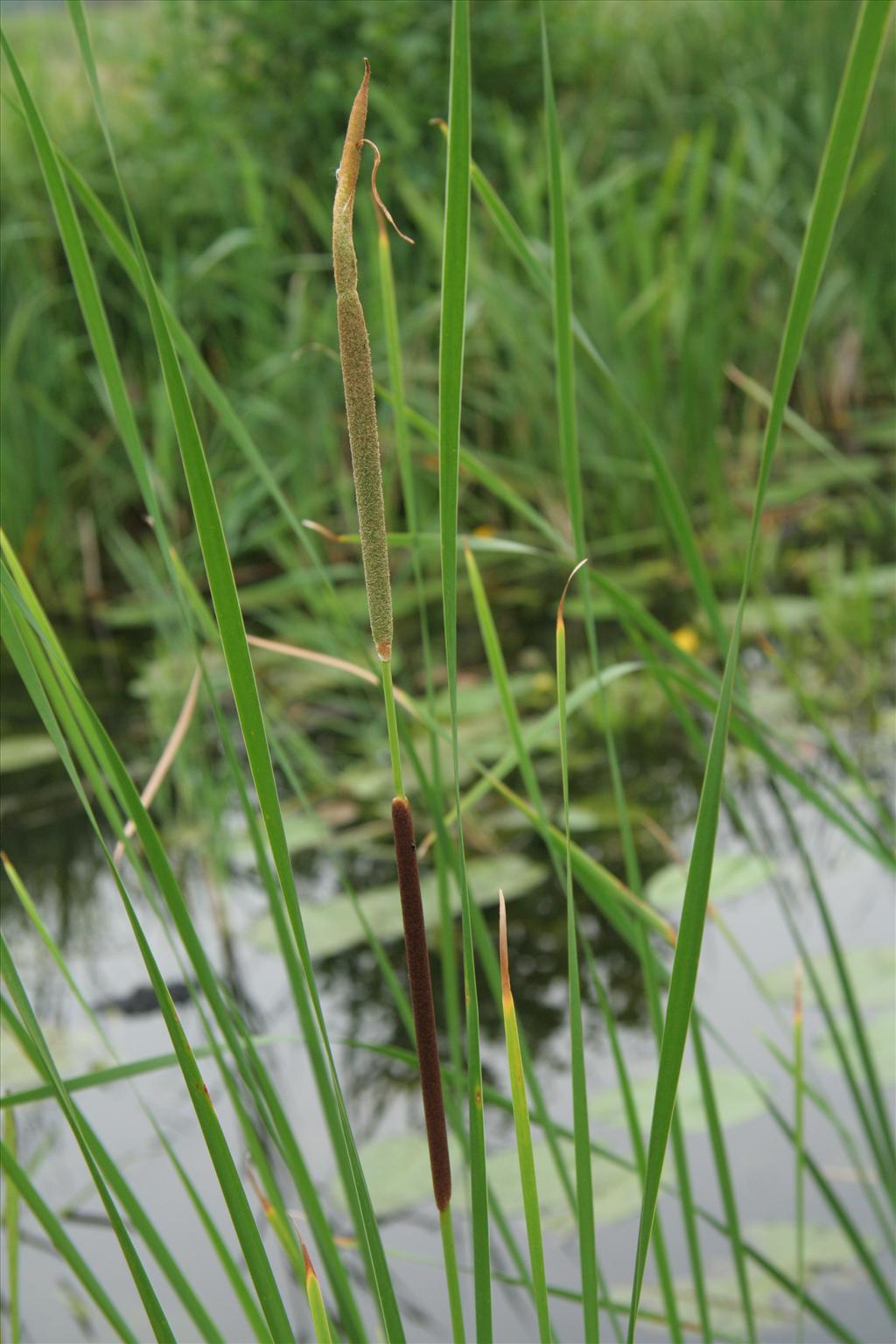 Typha angustifolia (door Willem Braam)