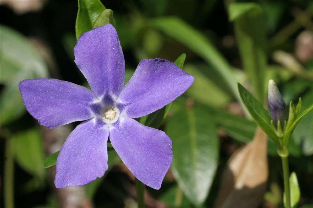 Vinca minor (door Willem Braam)