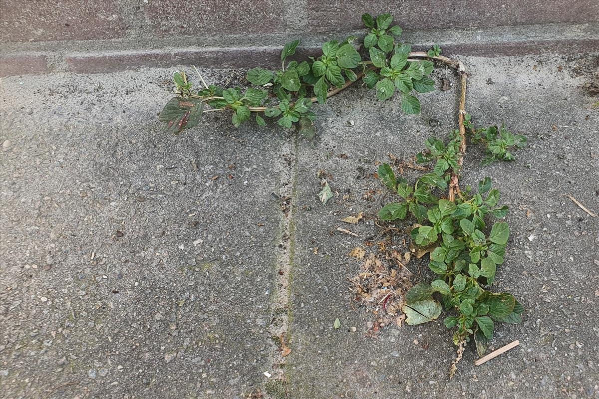 Amaranthus blitum (door Willem Braam)