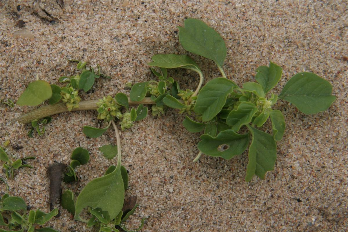 Amaranthus blitum (door Willem Braam)