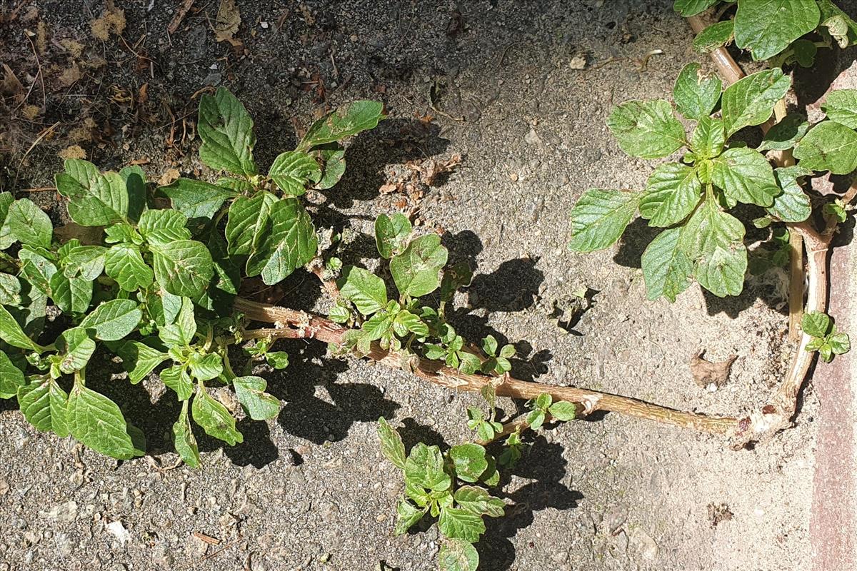 Amaranthus blitum (door Willem Braam)