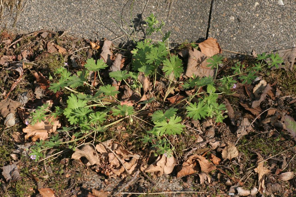 Geranium pusillum (door Willem Braam)