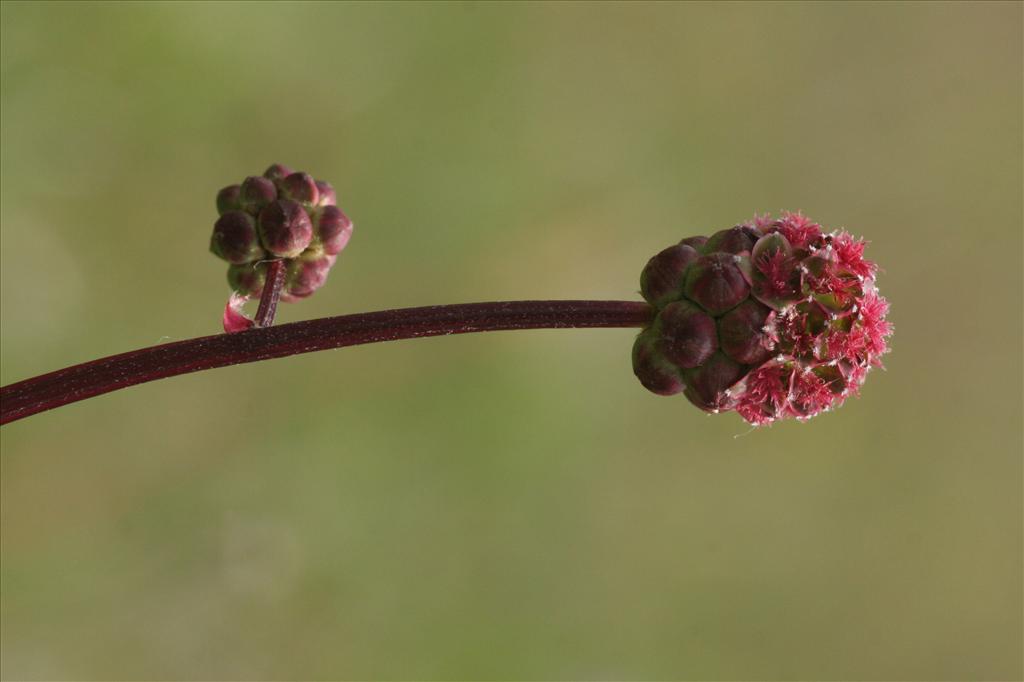 Poterium sanguisorba (door Willem Braam)