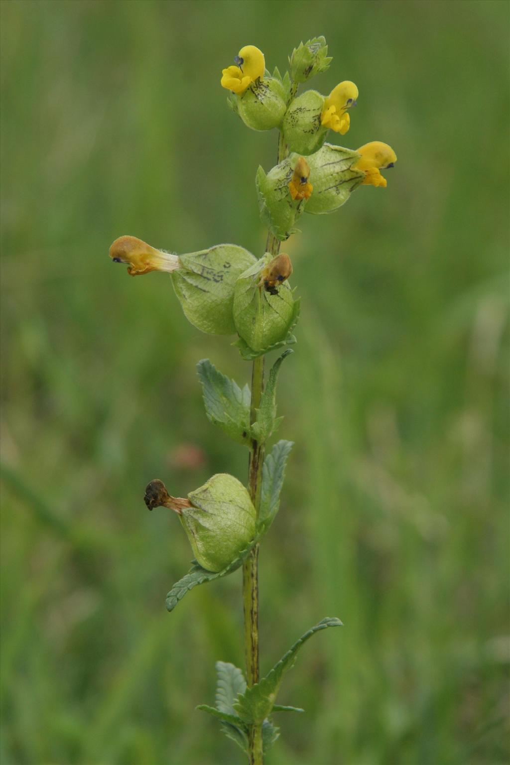 Rhinanthus minor (door Willem Braam)