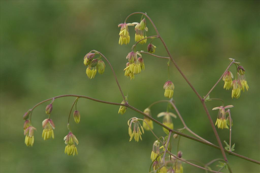 Thalictrum minus (door Willem Braam)