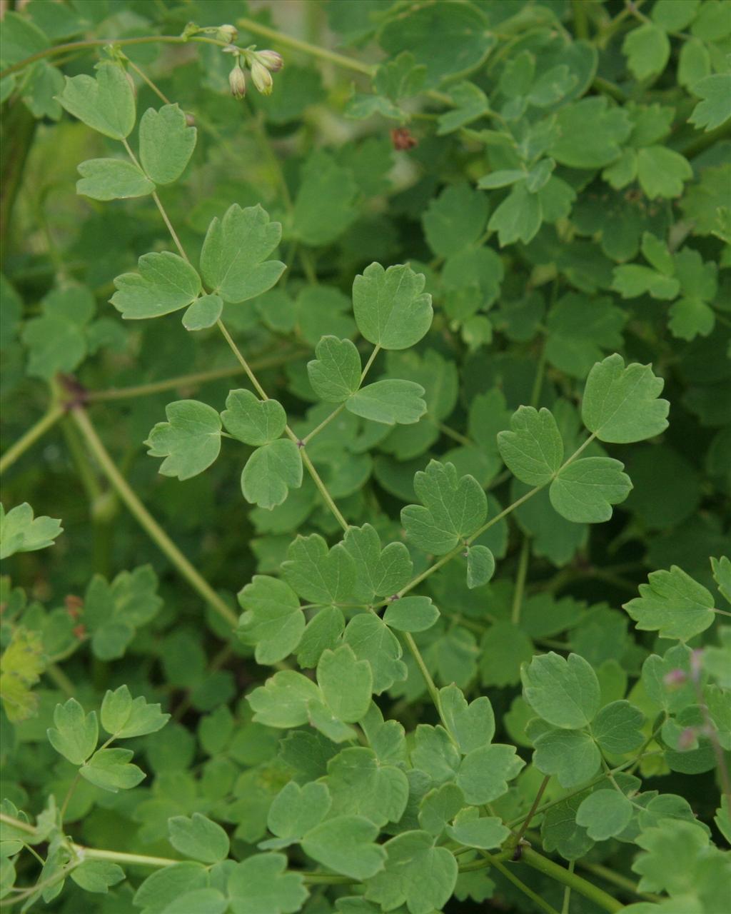 Thalictrum minus (door Willem Braam)