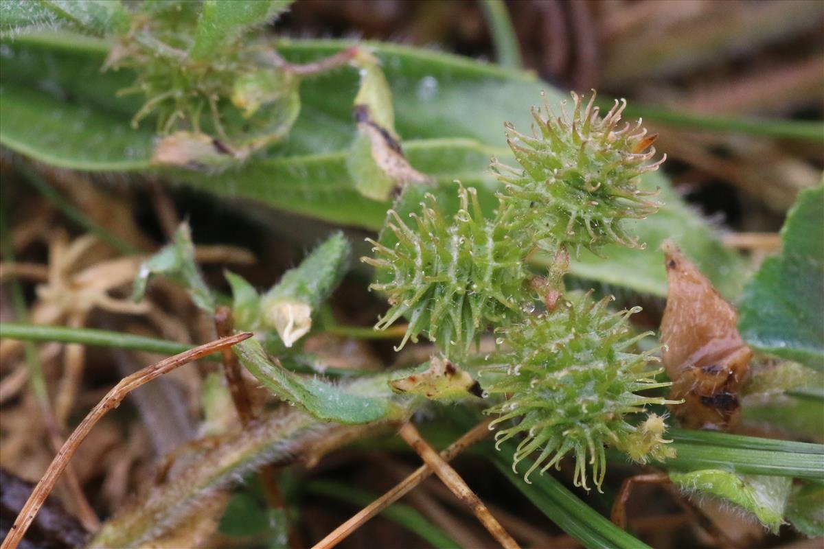 Medicago minima (door Willem Braam)