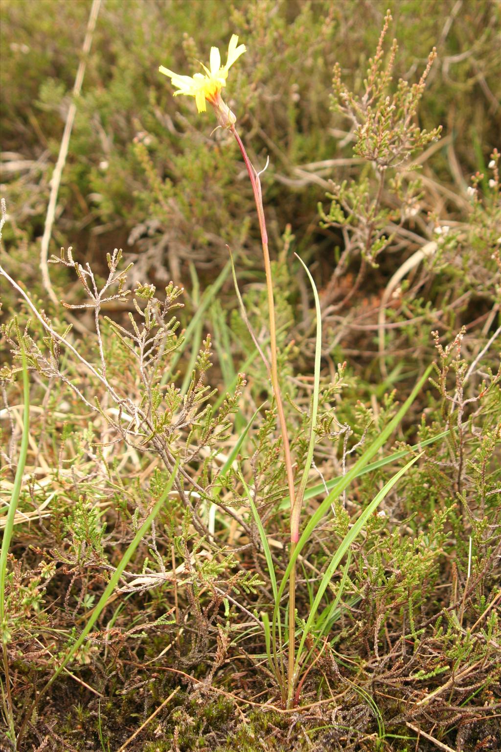 Scorzonera humilis (door Willem Braam)