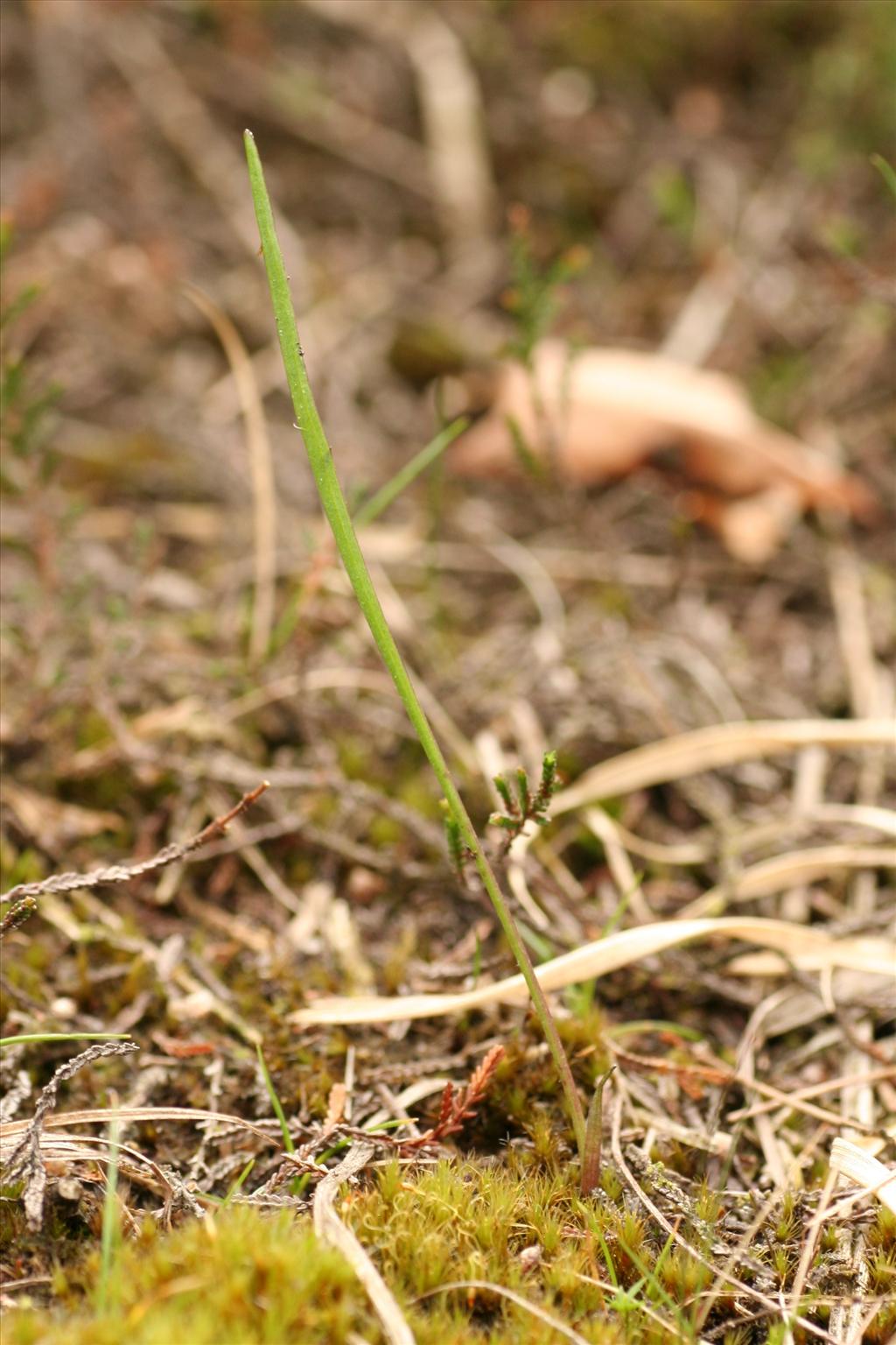 Scorzonera humilis (door Willem Braam)