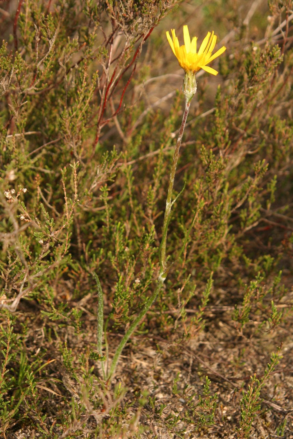 Scorzonera humilis (door Willem Braam)