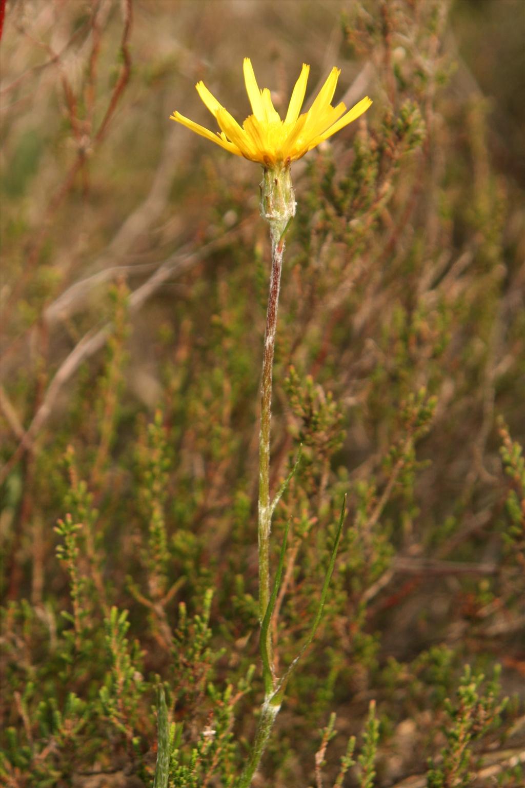 Scorzonera humilis (door Willem Braam)