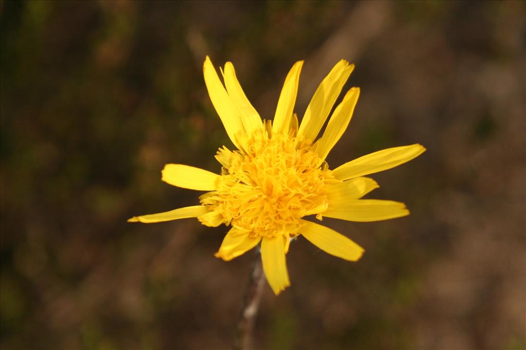 Scorzonera humilis (door Willem Braam)