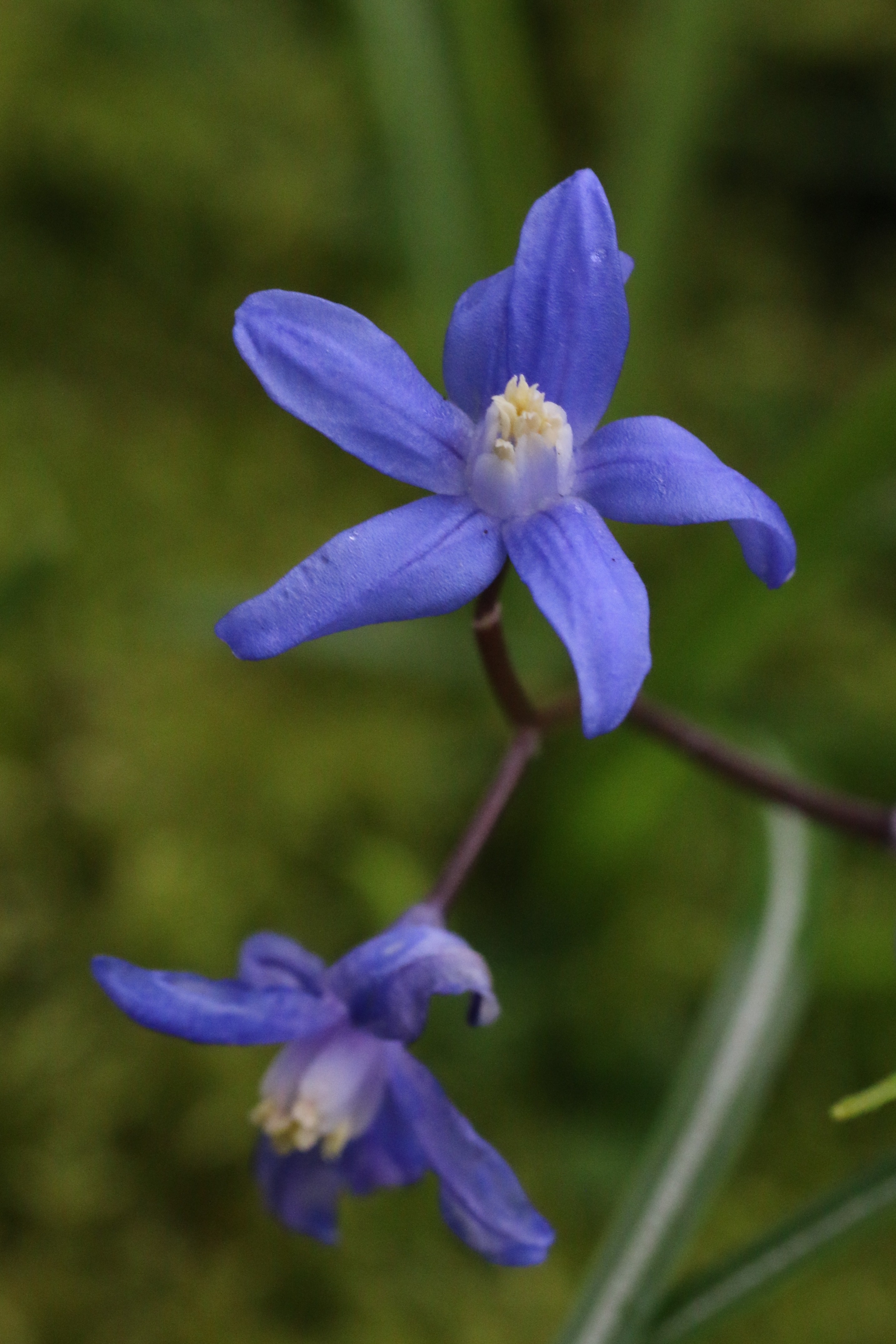 Scilla sardensis (door Willem Braam)