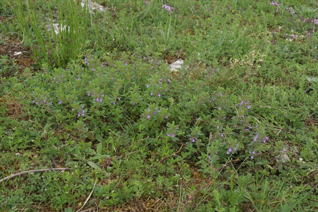 Clinopodium acinos (door Willem Braam)