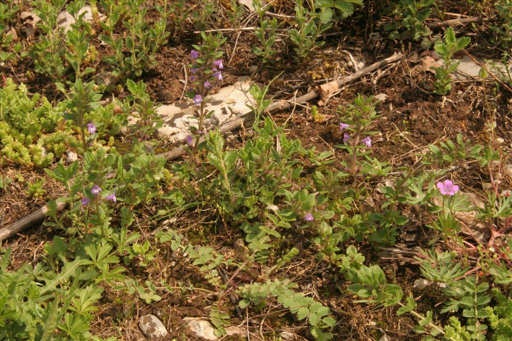 Clinopodium acinos (door Willem Braam)