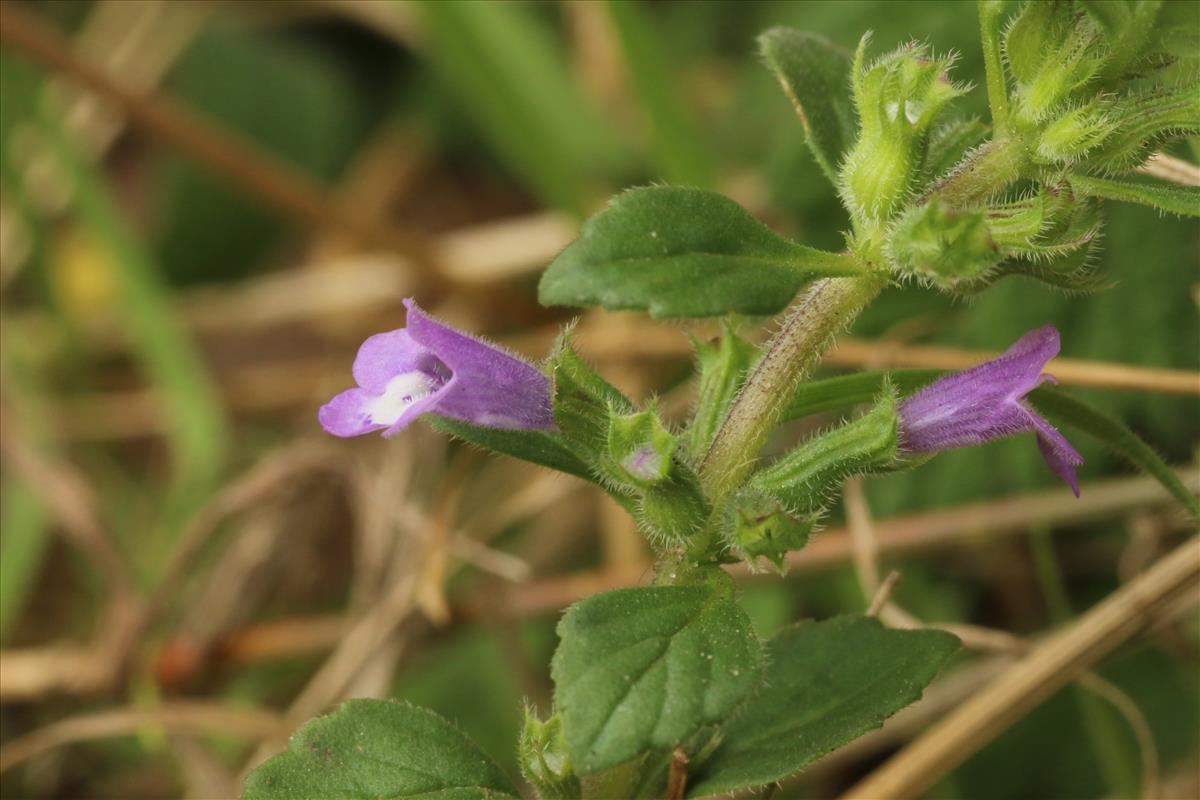 Clinopodium acinos (door Willem Braam)