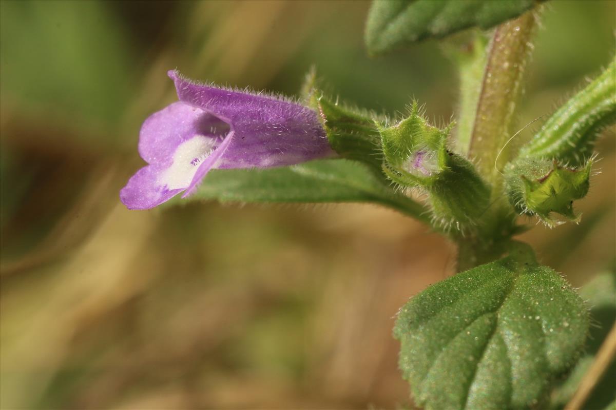 Clinopodium acinos (door Willem Braam)