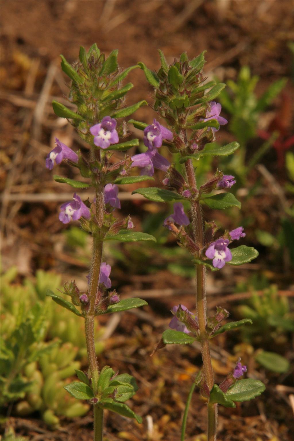 Clinopodium acinos (door Willem Braam)