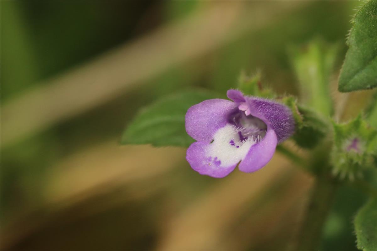 Clinopodium acinos (door Willem Braam)