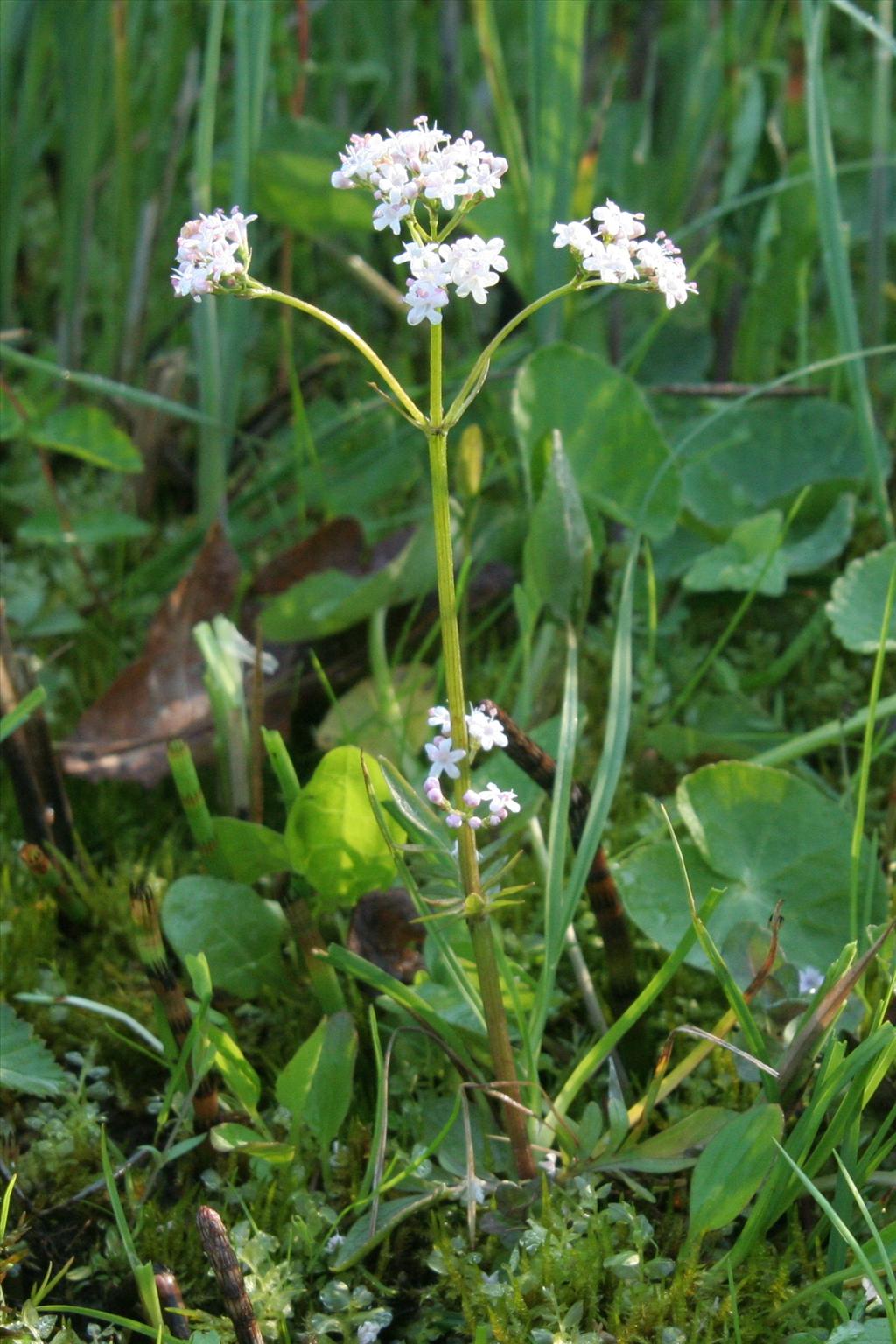 Valeriana dioica (door Willem Braam)